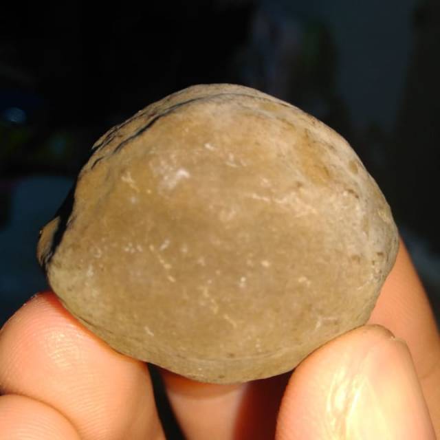 Muncang ,Kemiri Adu Mayit Jawa (MJ) ORI Yogyakarta