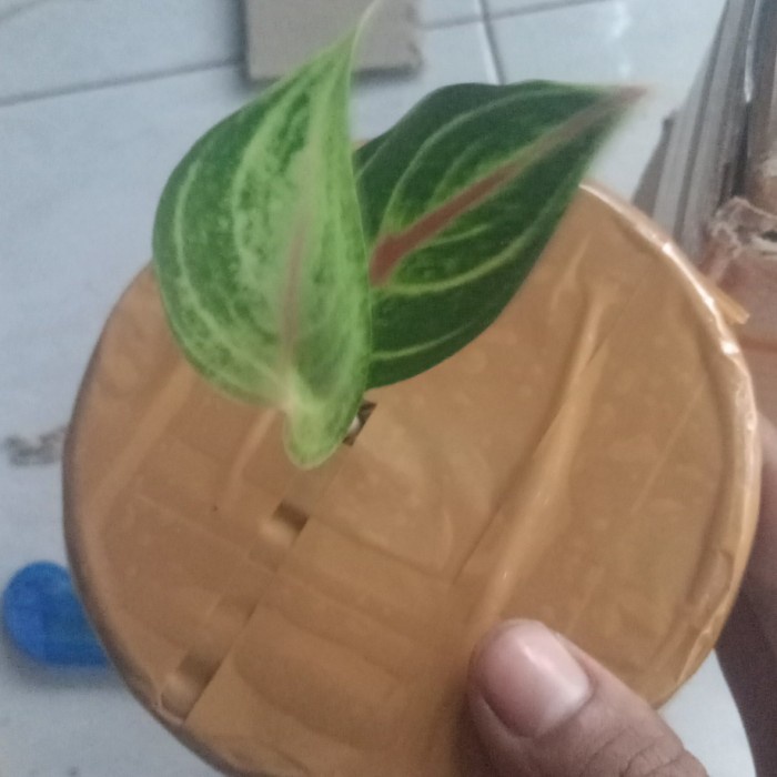 paketan 4 baby aglonema,Sakuntala,red cameleon,emerald,gadis