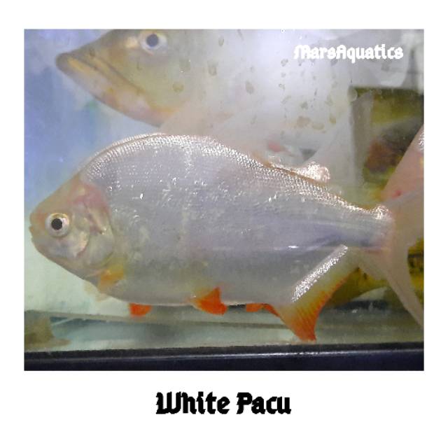 Hiasan Aquarium Ikan White Pacu Albi no Ikan Hias tankmate Predator