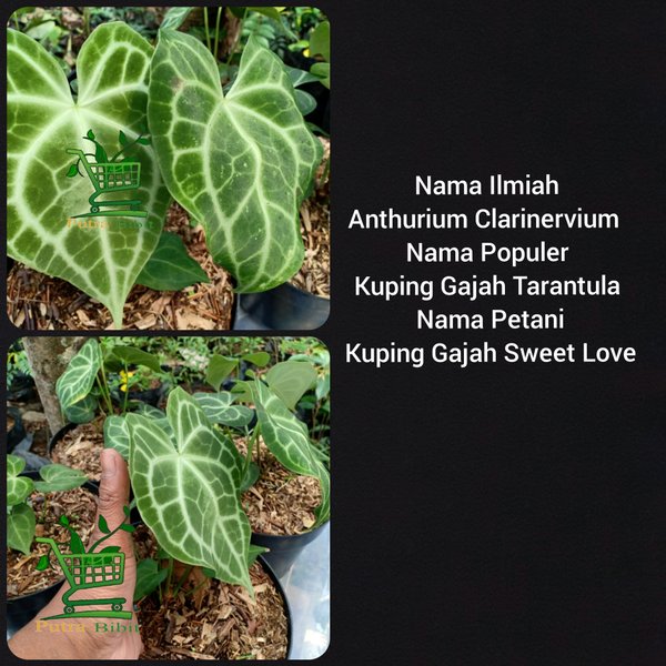 Tanam hias kuping gajah tarantula - pohon hias - kuping gajah tarantula