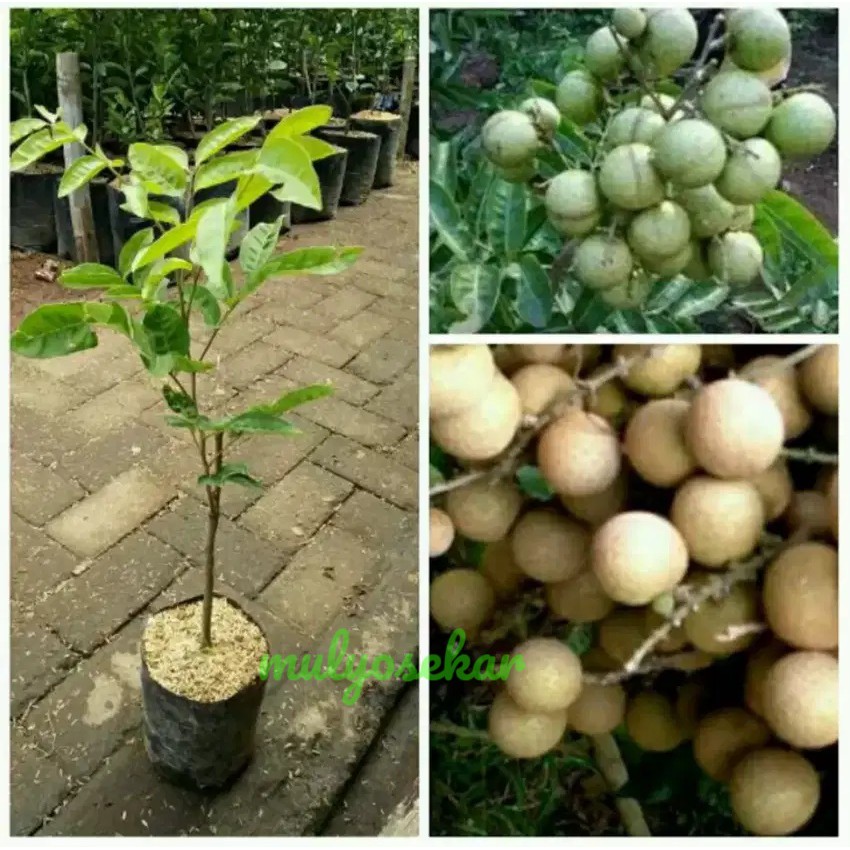 Bibit tanaman buah Kelengkeng Aroma Durian