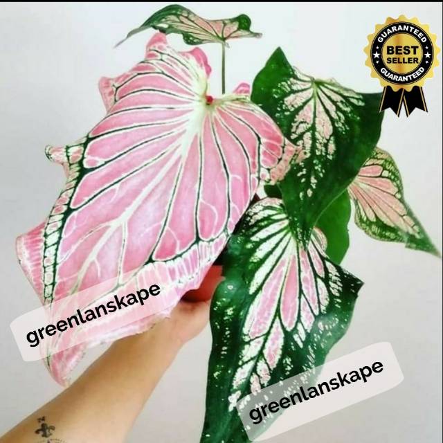 Caladium Thai Beauty Hoklong Berkualitas Shopee Indonesia