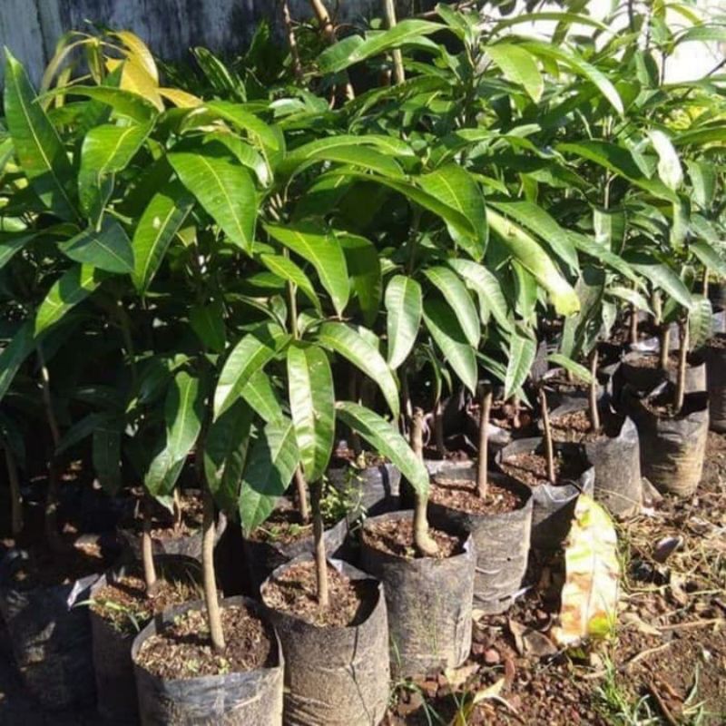 Tanaman Bibit Buah Mangga
