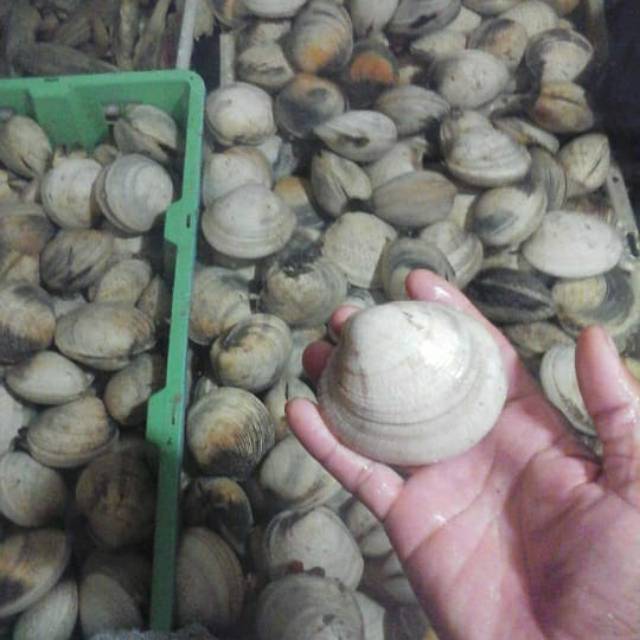 

Kerang madu live