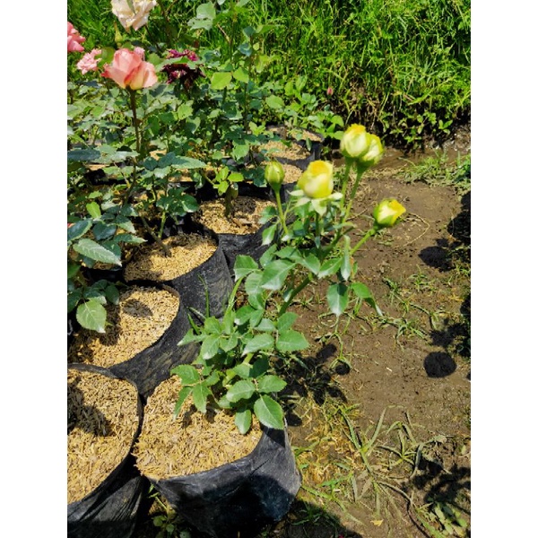 Bibit Mawar Floribunda Kuning