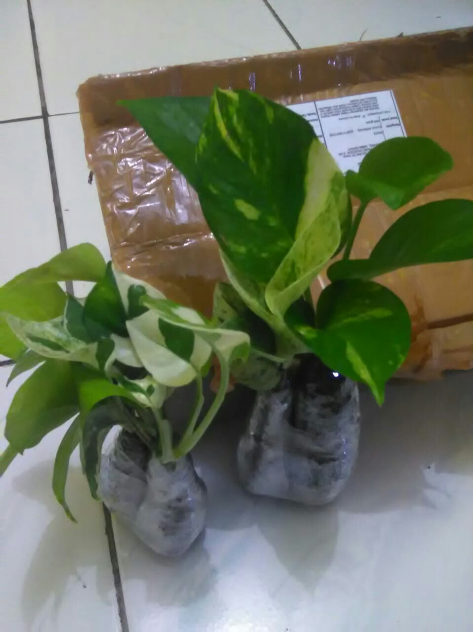 Paket Tanamn Hias Sirih Gading - Paket 4 Tanamn Hias Sirih Gading