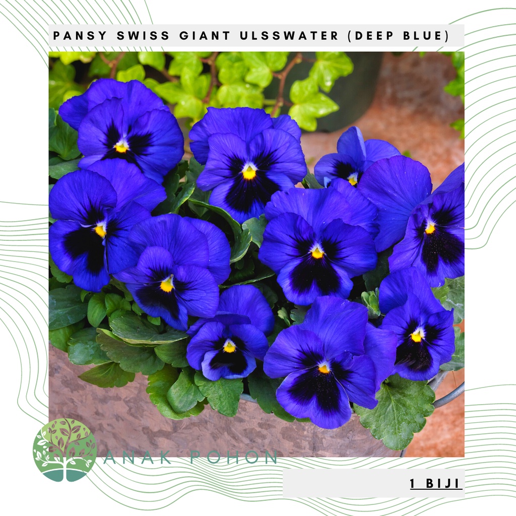 Benih Bibit Biji - Bunga Pansy Swiss Giant Ulsswater Deep Blue Flower Seeds - IMPORT