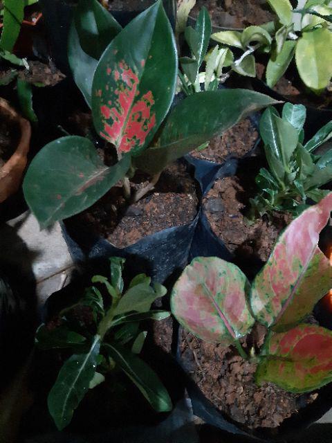 Kaktus Kepiting/ Wijaya Kusuma Kepiting/ Crab Kaktus