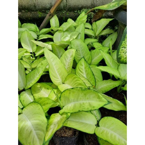 aglonema tissue diven raja