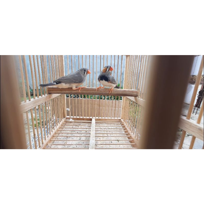 Burung Zebra Finch Import Medium Indukan Dewasa Sepasang Normal Grey