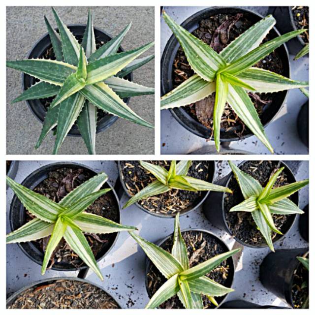 Tanaman aloe variegata bibit bunga lidah buaya aloe vera varigata sukulen succulent unik kaktus