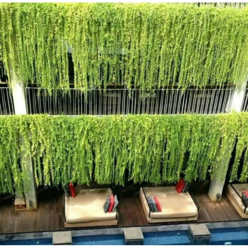 tanaman hias Lee Kwan yew 1 meter panjang