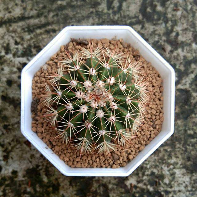 

Mello cactus