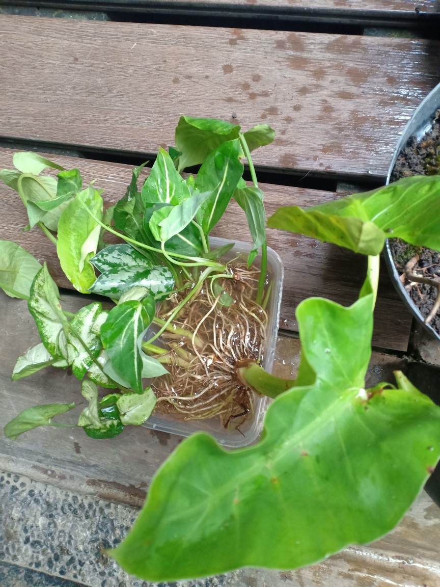 Tanaman Hias Keladi Putih Mini/caladium Mini