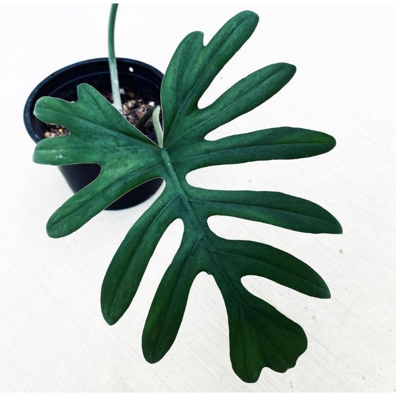 TanamanHias Philodendron/Philodendron Mayoi/Philo Mayoi