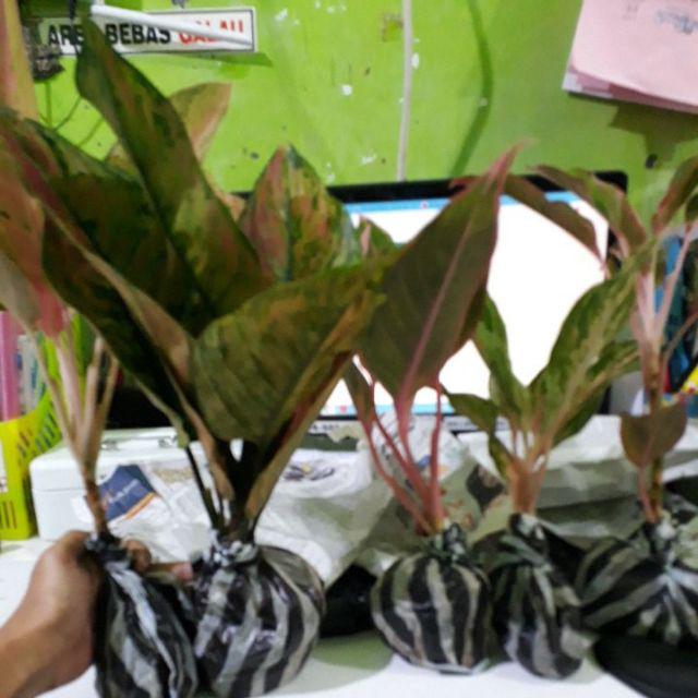 Aglonema Big Roy / Lulaiwan Ukuran Besar / Tananaman Hias Big Roy