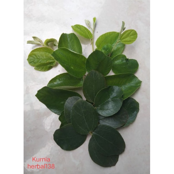 

daun bidara/sidr arab segar /di petik saat pesan/1 pack 100lembar