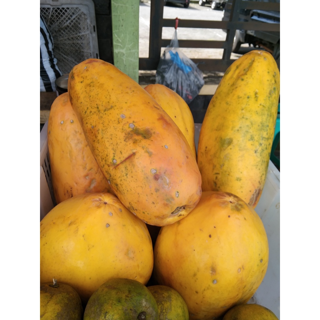 

Pepaya California asli buah lokal
