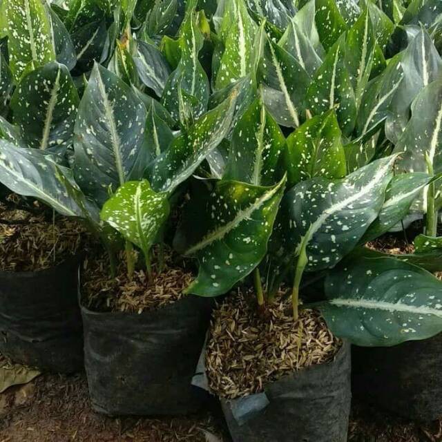 SERIKIT ( Tanaman hias Aglonema Aglaonema )