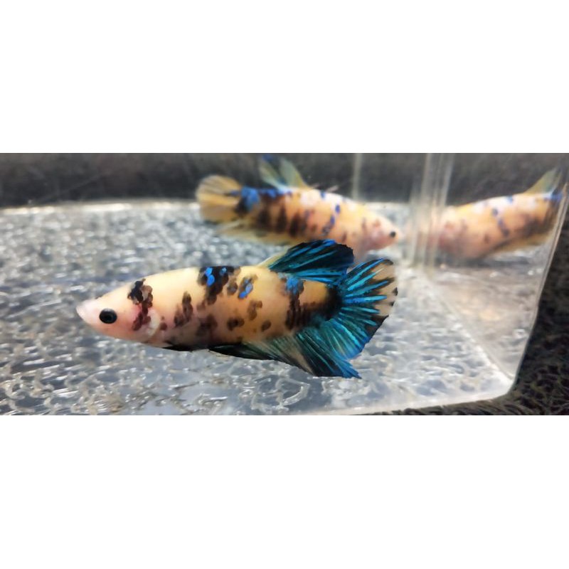 Cupang Baby Giant Yellow Base