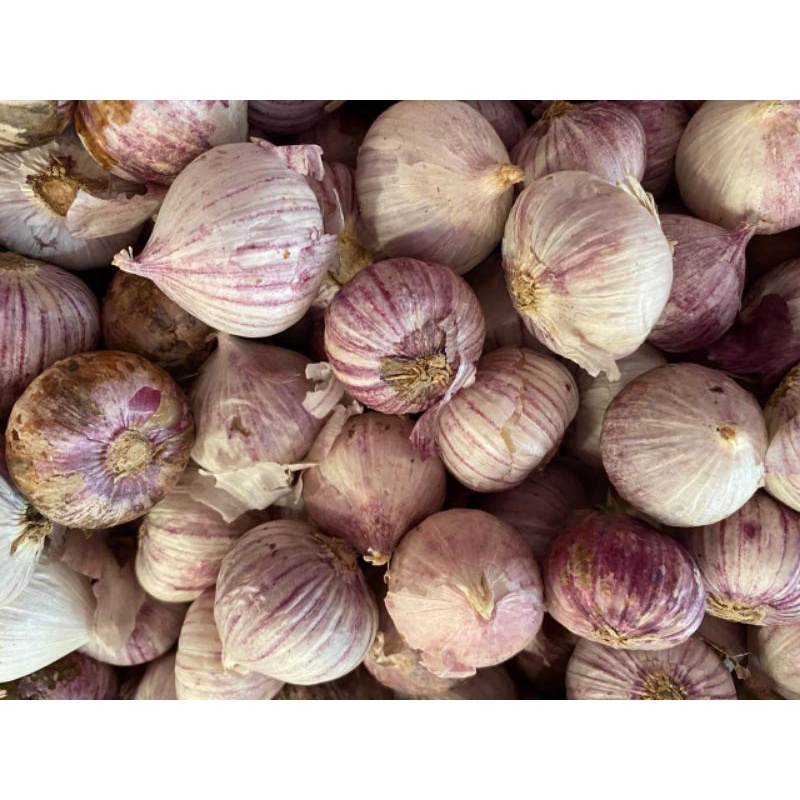 

Bawang Putih Tunggal / Lanang Impor