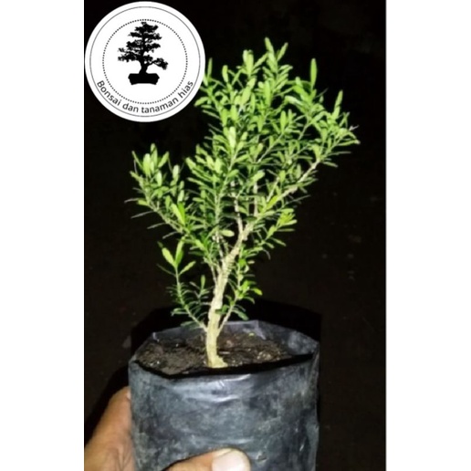 Bibit Bonsai Boxus