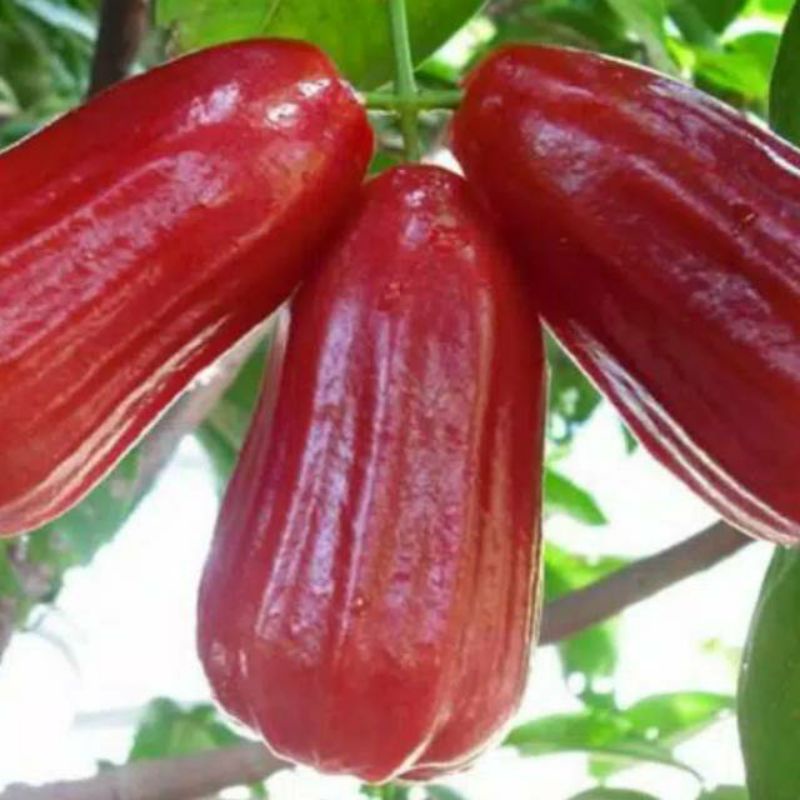 bibit jambu air kesuma merah