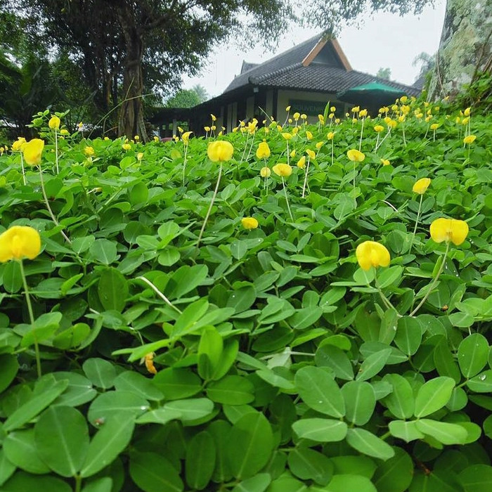 Jual PROMO GROSIR tanaman hias arachis pintoi / tanaman landep / pohon ...