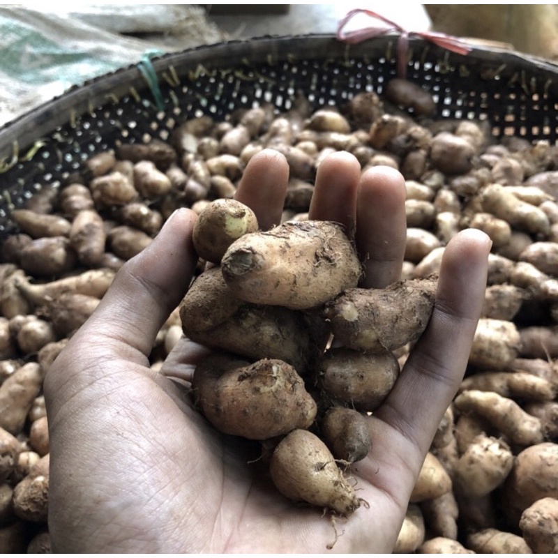 

KENTANG BULU SIAP KUKUS NETTO 1kg