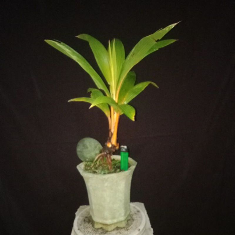 BONSAI KELAPA GADING SESUAI FOTO