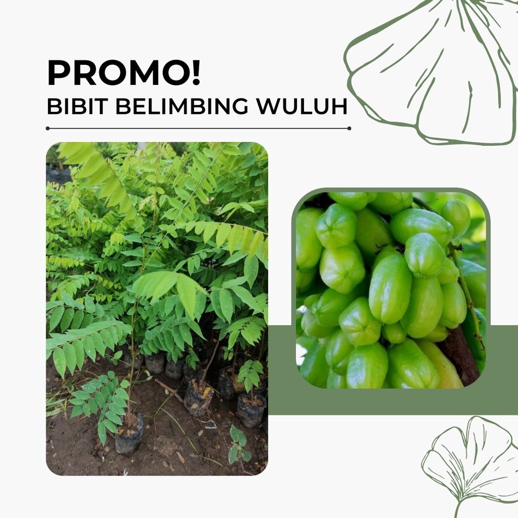 BIBIT TANAMAN BELIMBING WULUH SUPER CEPAT BERBUAH