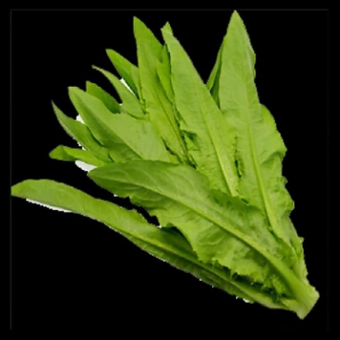 

Sayur Siomak Segar 1kg Salad Makanan Reptil Kura Tortoise Sulcata Istar Pardalis Aldabra Radiata