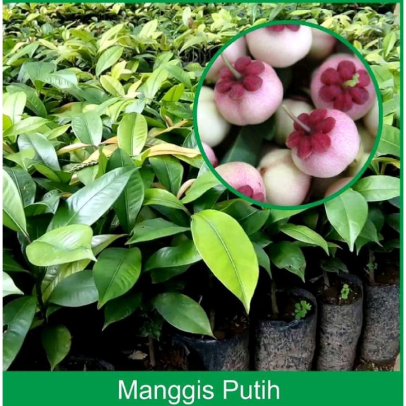 bibit manggis putih asli