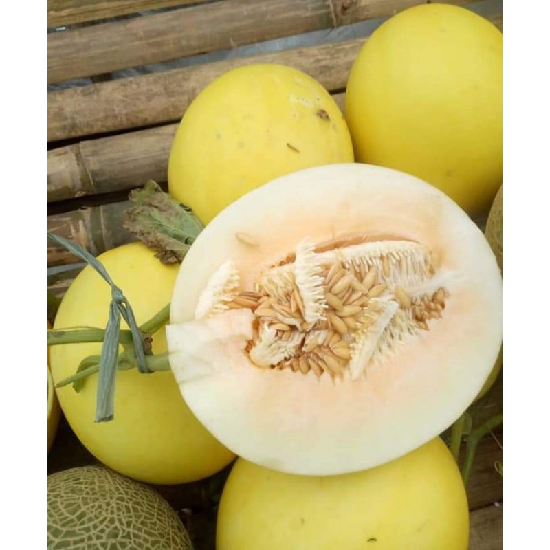 

Melon golden 1 bulat