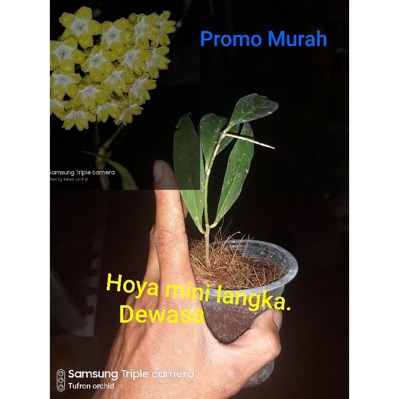 Hoya amicabilis hoya minibeel hoya mini