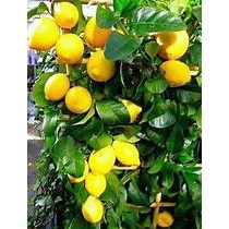 Bibit Jeruk Lemon California jeruk Lemon Amerika Bibit Jeruk Lemon Amerika bibit jeruk California