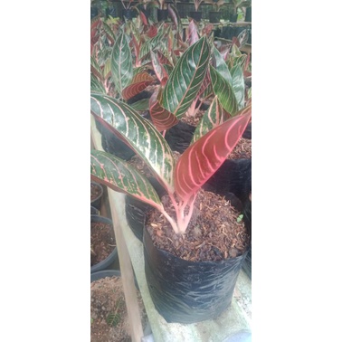 

AGLAONEMA POS