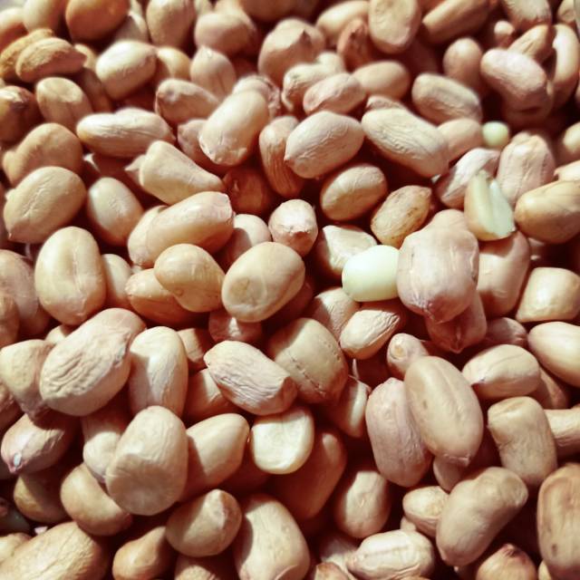 

Kacang mentah 100 gram