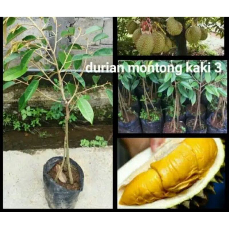 bibit durian montong kaki 3 super jumbo