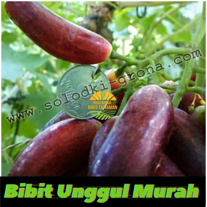 Bibit anggur import manicur finger Grafting Siap Berbuah