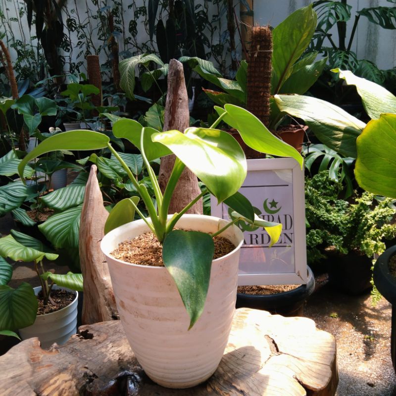 Tanaman hias philodendron rugosum x jose buono