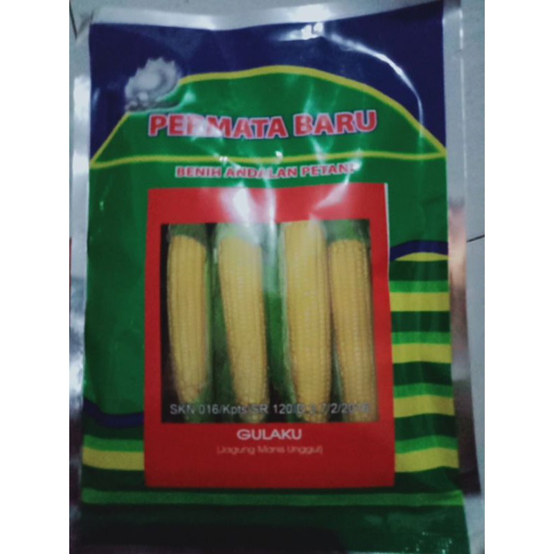 benih bibit jagung manis popcorn hidroponik