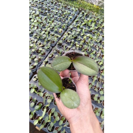 paket 10 seedling anggrek bulan Hybrid