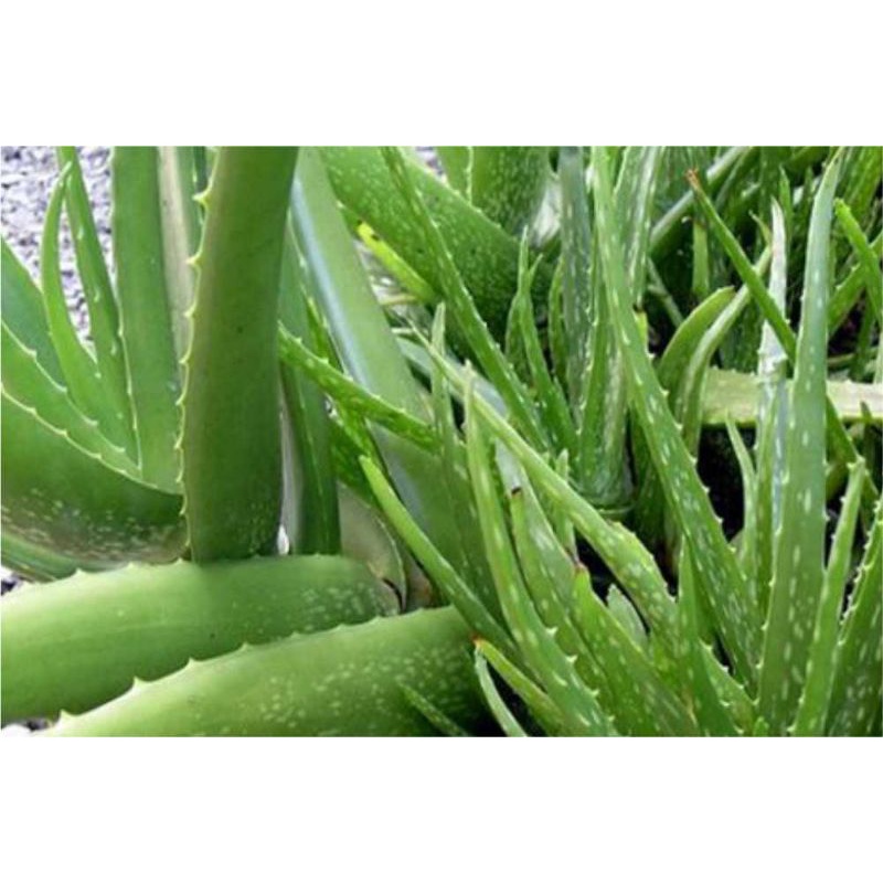 Lidah buaya tanaman hias - lidah buaya herbal - bunga murah