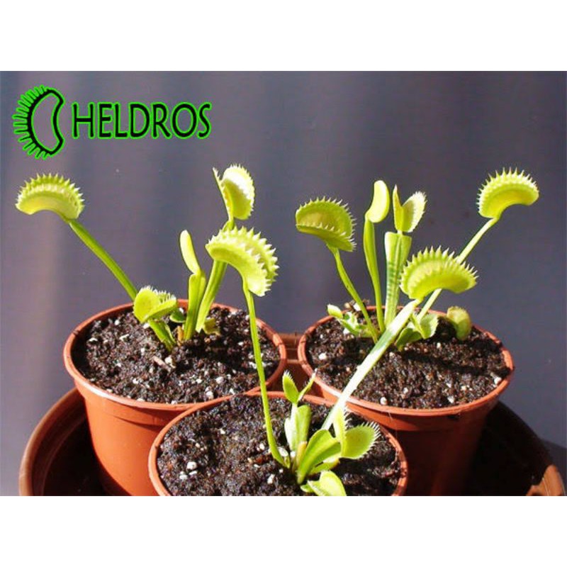 Venus Flytrap
