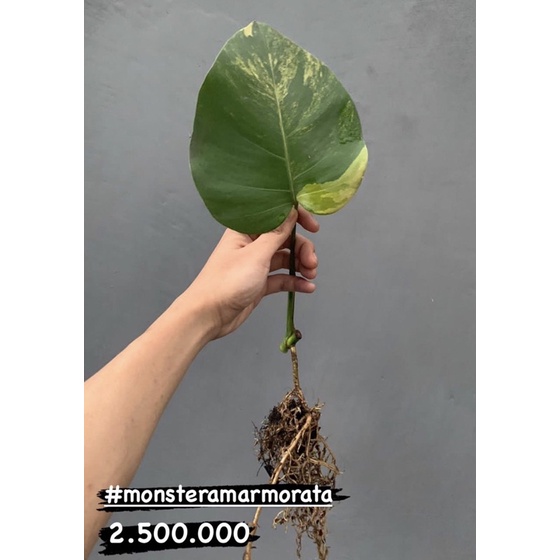 Monstera Marmorata ekonomis