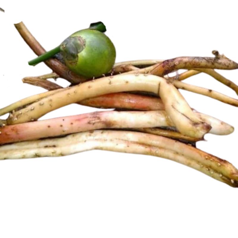 

100gr Akar Pinang Muda Fresh & organic