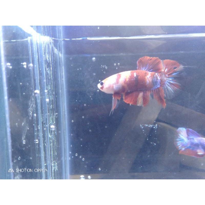 Ikan cupang hias Nemo Classic Bahanan Ajib