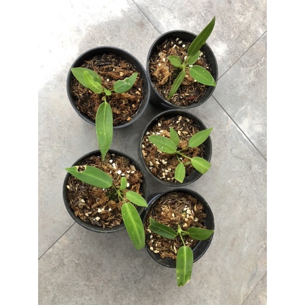 Anthurium Warocqueanum / Lidah gajah