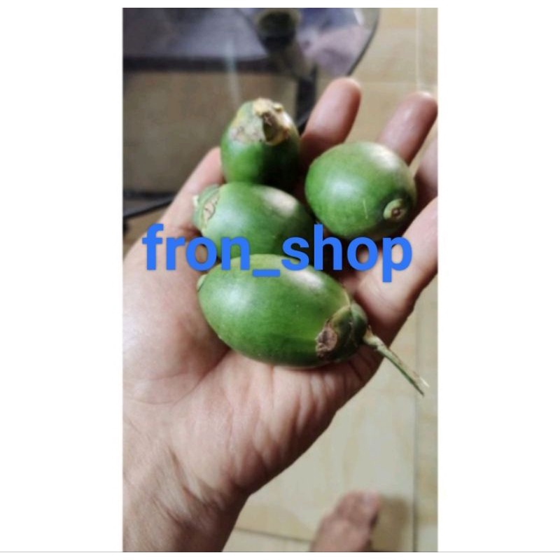 

BUAH PINANG MUDA / BUAH JAMBE SEGAR LANGSUNG PETIK (1KG)
